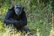 Dufatanya (Rescued Chimpanzee), Ol Pajeta, Kenya