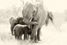 Elephant Family, Kruger National Park, South Africa